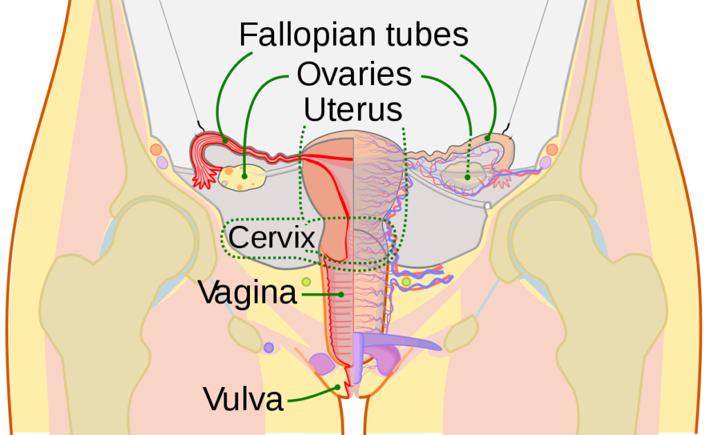 Cervix meaning 